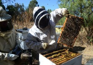 apicultores miel mexicana